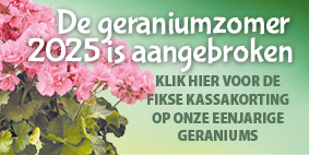 GERANIUM